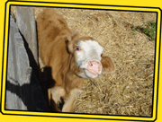 Farm Animals