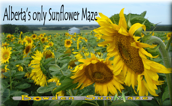 Sunflower Maze