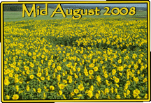 Sunflower Maze