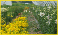 Upick flowers
